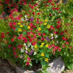 Wunderblume Mischung (x6) - Farbenspiel jeden Abend neu