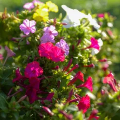 Wunderblume Mischung (x6) - Farbenspiel jeden Abend neu