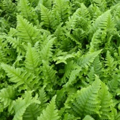 Wurmfarn ‘Cristata’ - Struktur für den Schatten