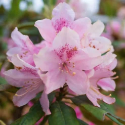 Yakushimanum-Rhododendron ‘Doc’ - Rosa Blüten, dichter Wuchs