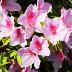 Yakushimanum-Rhododendron ‘Doc’ - Rosa Blüten, dichter Wuchs