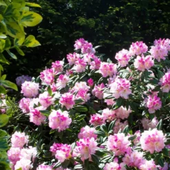 Yakushimanum-Rhododendron ‘Doc’ - Rosa Blüten, dichter Wuchs