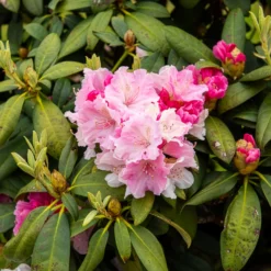 Yakushimanum-Rhododendron ‘Doc’ - Rosa Blüten, dichter Wuchs