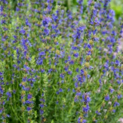 Ysop Bio - Würzig, bienenfreundlich, einfach