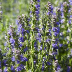 Ysop Bio - Würzig, bienenfreundlich, einfach