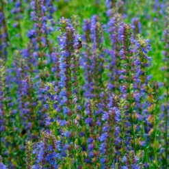 Ysop - Blaue Blüten für Bienen