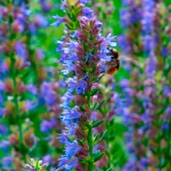Ysop - Blaue Blüten für Bienen