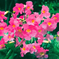 Yunnan-Freilandgloxinie - Exotik ganz einfach