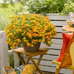 Zauberglöckchen ‘Diva Orange’ (x3) - Sofort blühender Balkon