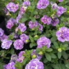 Zauberglöckchen ‘Double Loopy Lavender’ (x3) - Volle Blüten den ganzen Sommer