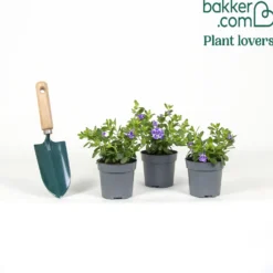 Zauberglöckchen ‘Double Loopy Lavender’ (x3) - Volle Blüten den ganzen Sommer
