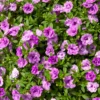 Zauberglöckchen gefüllt Violett (x3) - Volle Blüten den ganzen Sommer