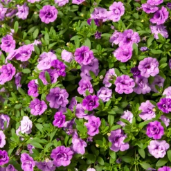 Zauberglöckchen gefüllt Violett (x3) - Volle Blüten den ganzen Sommer