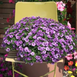 Zauberglöckchen gefüllt Violett (x3) - Volle Blüten den ganzen Sommer