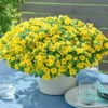 Zauberglöckchen Gelb (x3) - Blütenmeer den ganzen Sommer