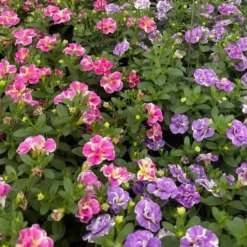 Zauberglöckchen Kollektion ‘Double Loopy’ (x6) - Gefüllte Blüten den Sommer lang