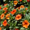 Zauberglöckchen Orange (x3) - Orange Blütenwolke sofort