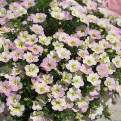 Zauberglöckchen Pastelfarben (x3) - Blüten ohne Ende