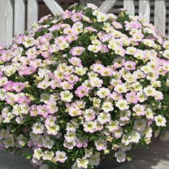 Zauberglöckchen Pastelfarben (x3) - Blüten ohne Ende