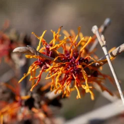 Zaubernuss ‘Aphrodite’ - Blüten mitten im Winter