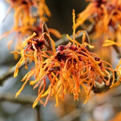 Zaubernuss ‘Aphrodite’ - Blüten mitten im Winter
