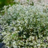 Zauberschnee Diamond Frost - Weiße Blütenwolke sofort