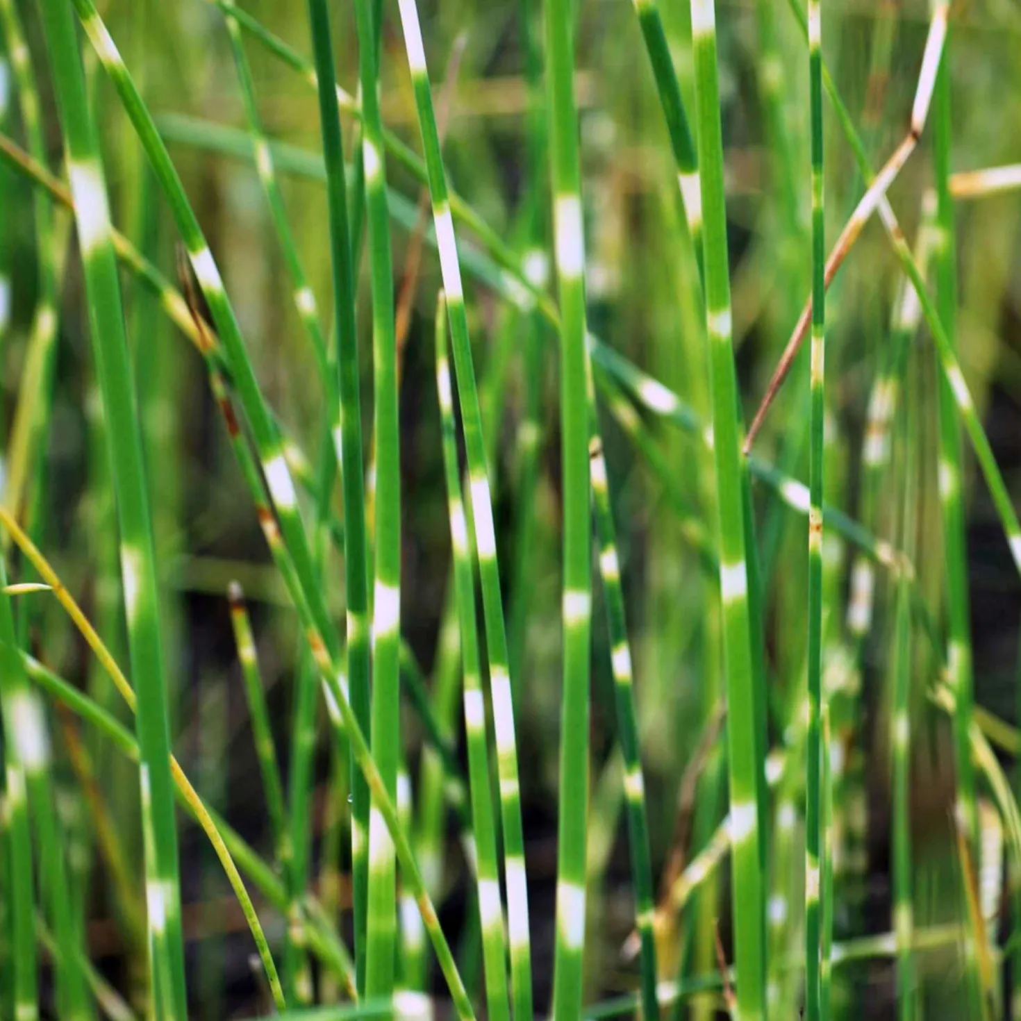 Zebra-Simse 'Zebrinus' - Sofort ein Blickfang am Teich