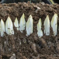 Zichorie ‘Mechelse Middelvroeg’ Bio - Winterernte ganz einfach