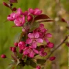 Zierapfel Coccinella - Blüten und Früchte im Nu