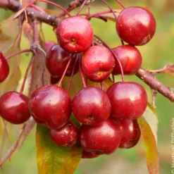 Zierapfel Coccinella - Blüten und Früchte im Nu