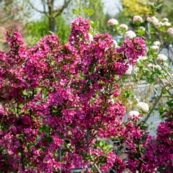 Zierapfel Coccinella - Blüten und Früchte im Nu