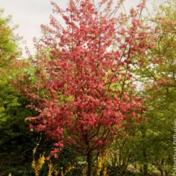 Zierapfel Coccinella - Blüten und Früchte im Nu