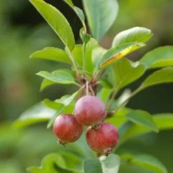 Zierapfel ‘Evereste’ - Blüten und Zierfrüchte satt