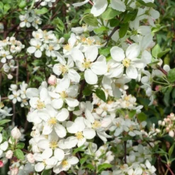 Zierapfel ‘Evereste’ - Blüten und Zierfrüchte satt