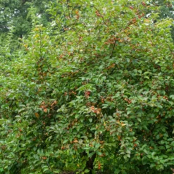 Zierapfel ‘Evereste’ - Blüten und Zierfrüchte satt