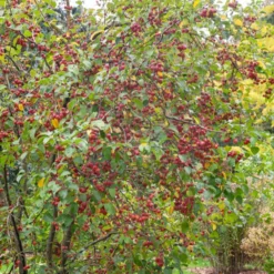 Zierapfel ‘Evereste’ - Blüten und Zierfrüchte satt
