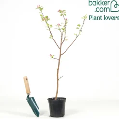 Zierapfel ‘Evereste’ - Blüten und Zierfrüchte satt