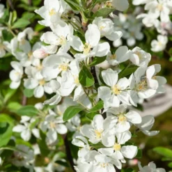 Zierapfel ‘Evereste’ - Blüten und Zierfrüchte satt