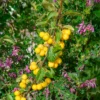 Zierapfel Golden Hornet - Goldene Früchte den Winter lang