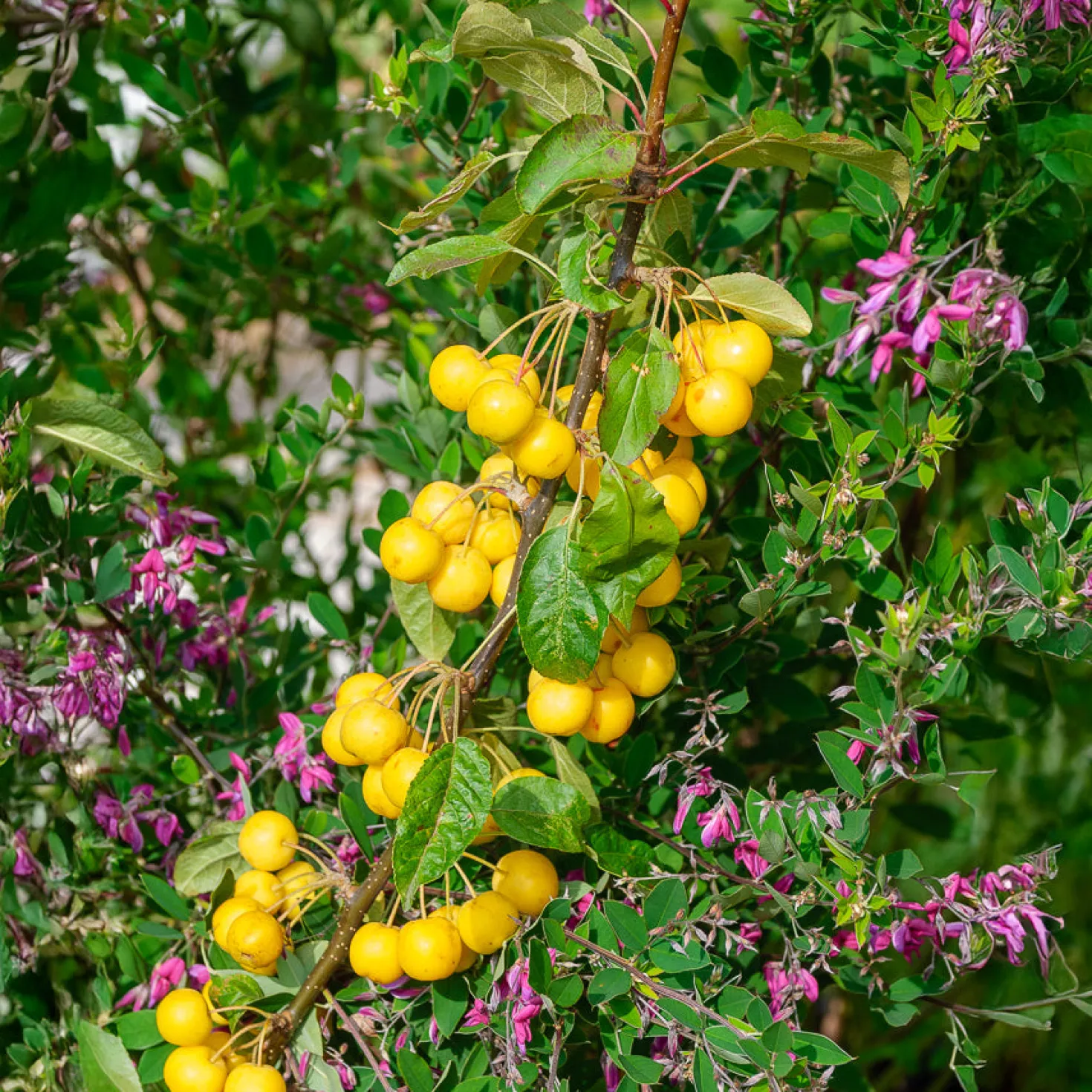 Zierapfel Golden Hornet - Goldene Früchte den Winter lang
