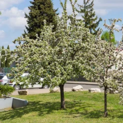 Zierapfel Golden Hornet - Goldene Früchte den Winter lang