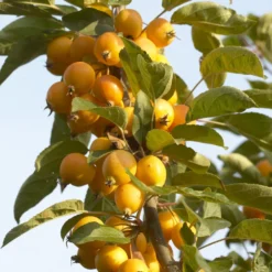 Zierapfel Golden Hornet - Goldene Früchte den Winter lang