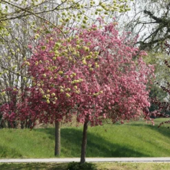 Zierapfel Liset - Rote Blüten, kompakter Baum