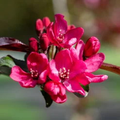 Zierapfel Liset - Rote Blüten, kompakter Baum