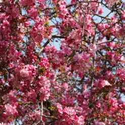 Zierapfel Liset - Rote Blüten, kompakter Baum
