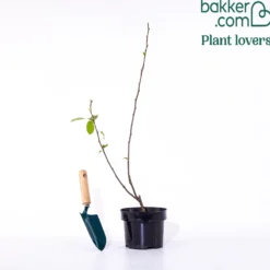 Zierapfel Liset - Rote Blüten, kompakter Baum