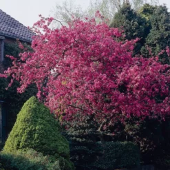 Zierapfel Liset - Rote Blüten, kompakter Baum