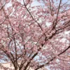 Zierkirsche 'Accolade' - Frühe Blütenpracht in Rosa