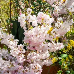 Zierkirsche 'Accolade' - Frühe Blütenpracht in Rosa