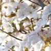 Zierkirsche ‘Sunset Boulevard’ - Rosa Blütenwolke im Frühling